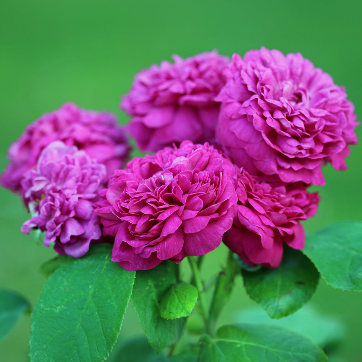 Roos 'De Rescht - Rosa Rose de Rescht - Bakker
