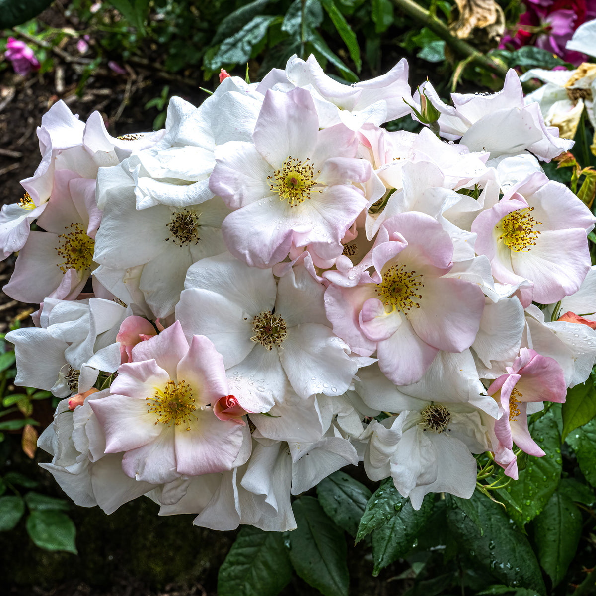 Rosa Sally Holmes - Roos 'Sally Holmes' - Rozen