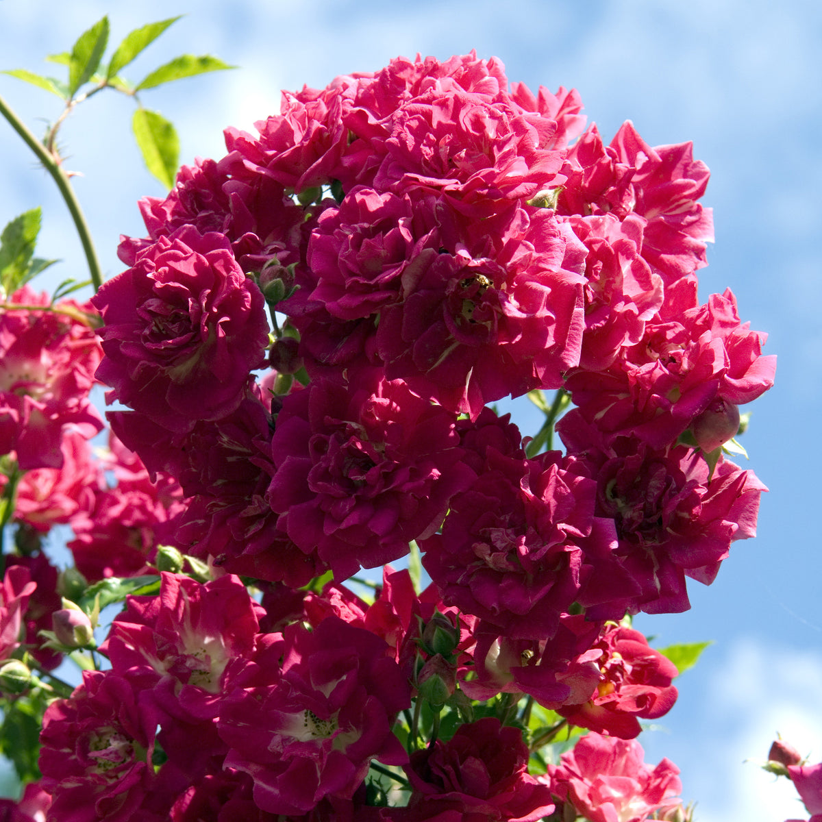 Klimroos Super Excelsa® - Rosa Super Excelsa® - Bakker