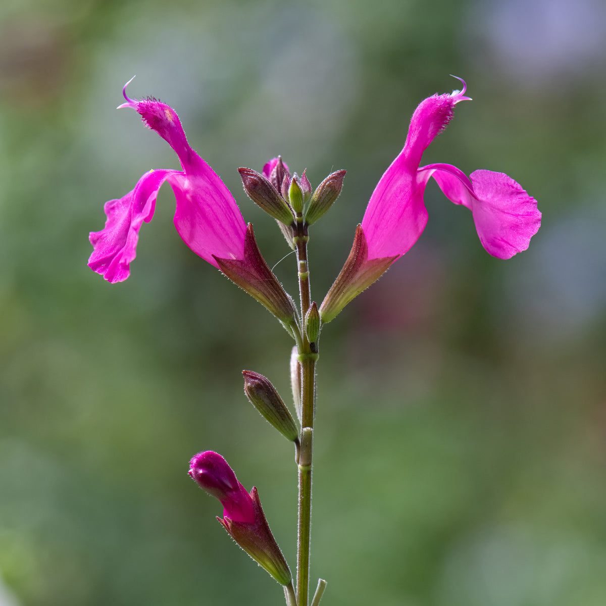 Struiksalie Cerro Potosi® - Salvia microphylla Cerro Potosi - Bakker