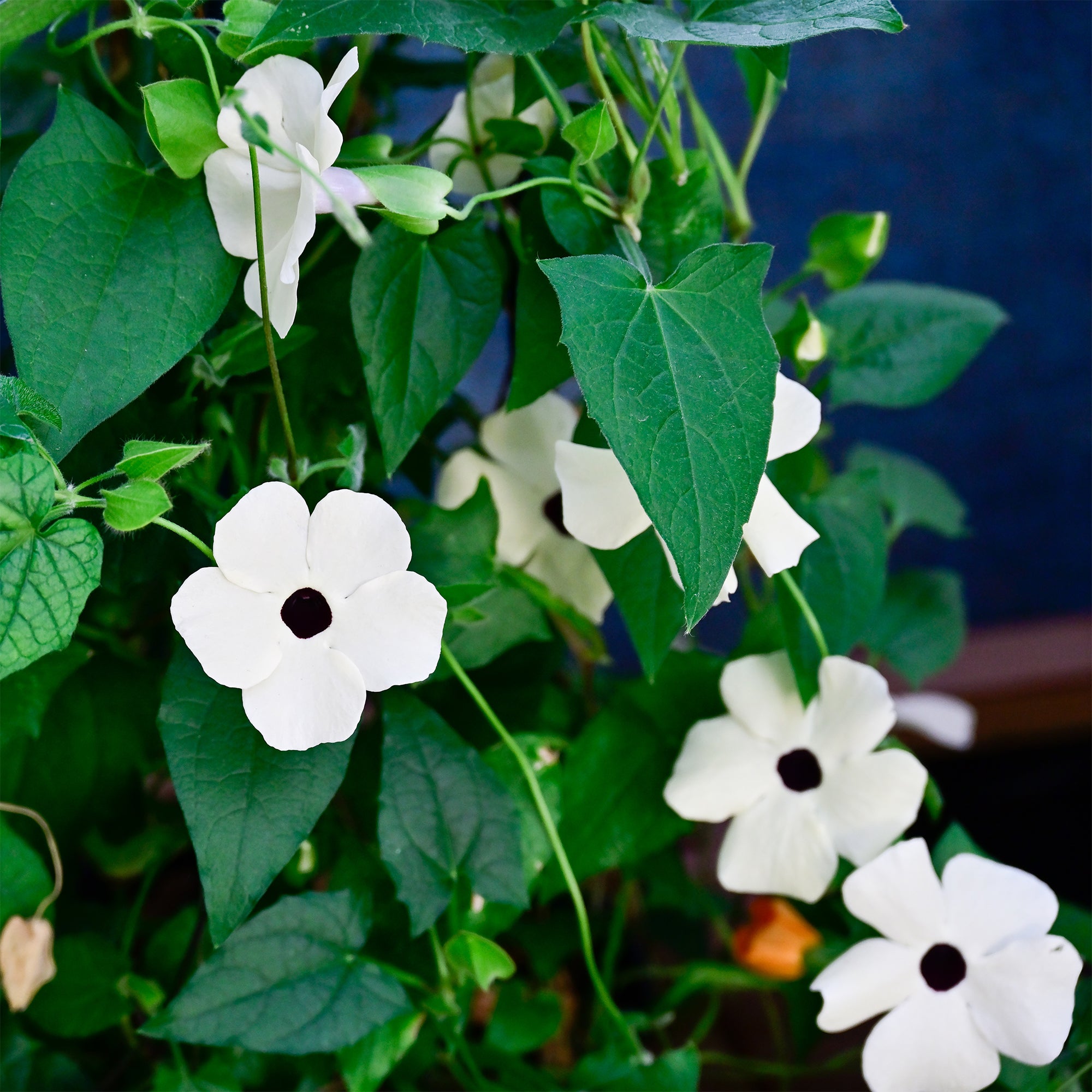 Suzanne-met-de-mooie-ogen wit - Thunbergia alata white | Bakker.com