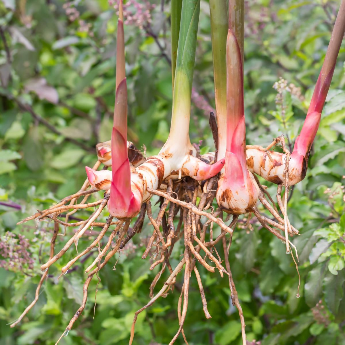 Laos / Thaise gember - Alpinia galanga - Bakker
