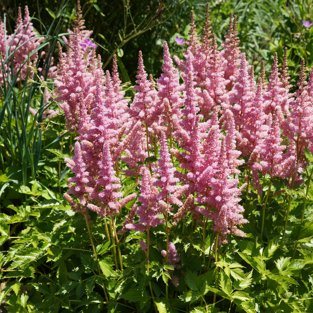 Astilbe Little Vision in Pink ® - Pluimspirea 'Vision in Pink' - Astilbe - Pluimspirea