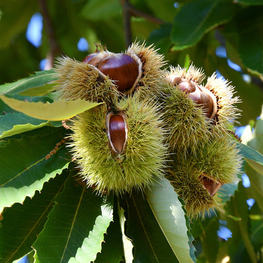Tamme kastanje Bouche de Betizac - Bakker