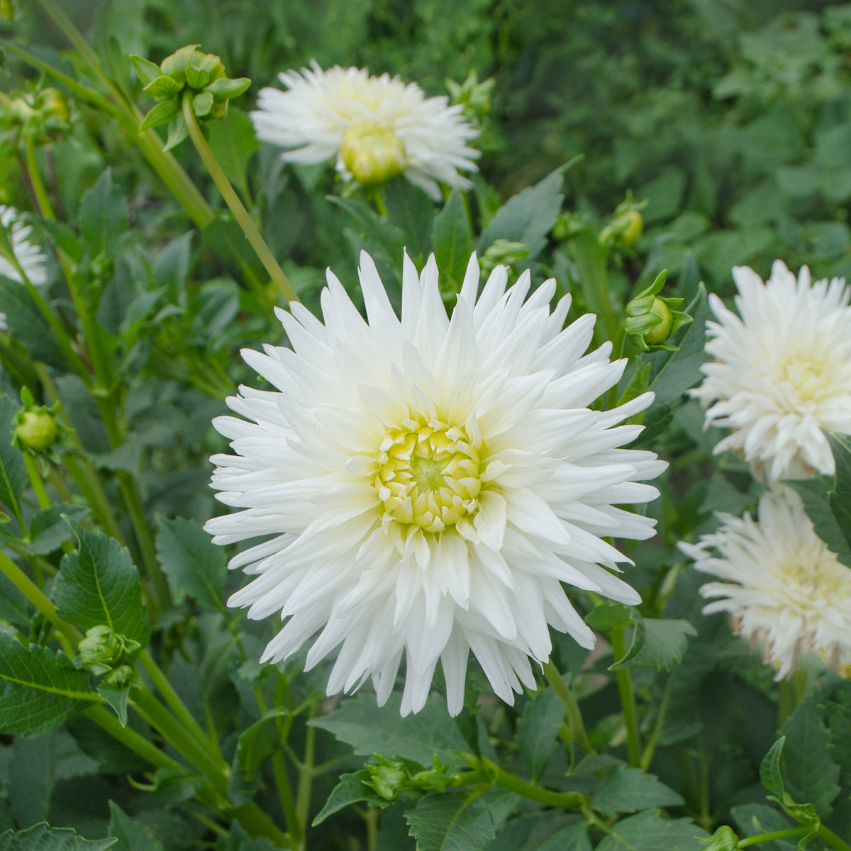 Cactus Dahlia My Love - Bakker