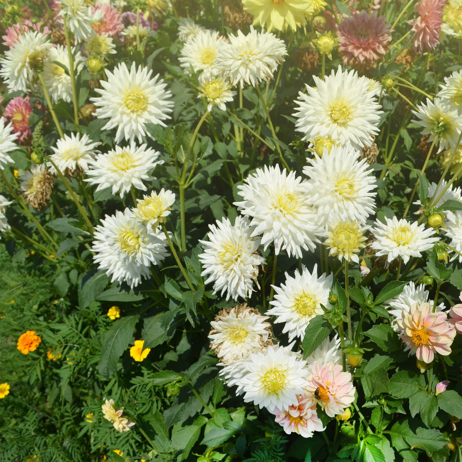 Cactus Dahlia My Love - Dahlia My Love - Bakker