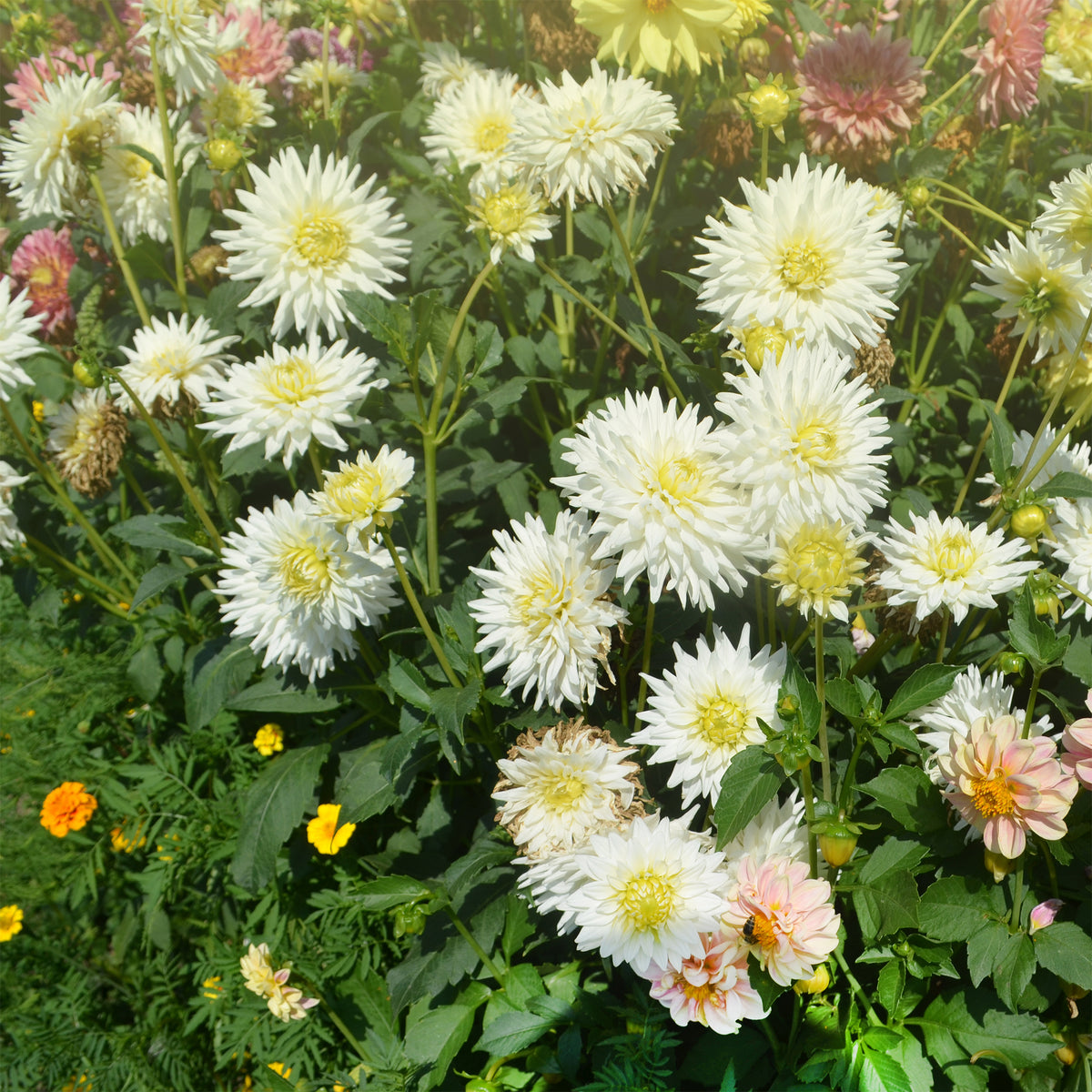 Cactus Dahlia My Love - Dahlia My Love - Bakker