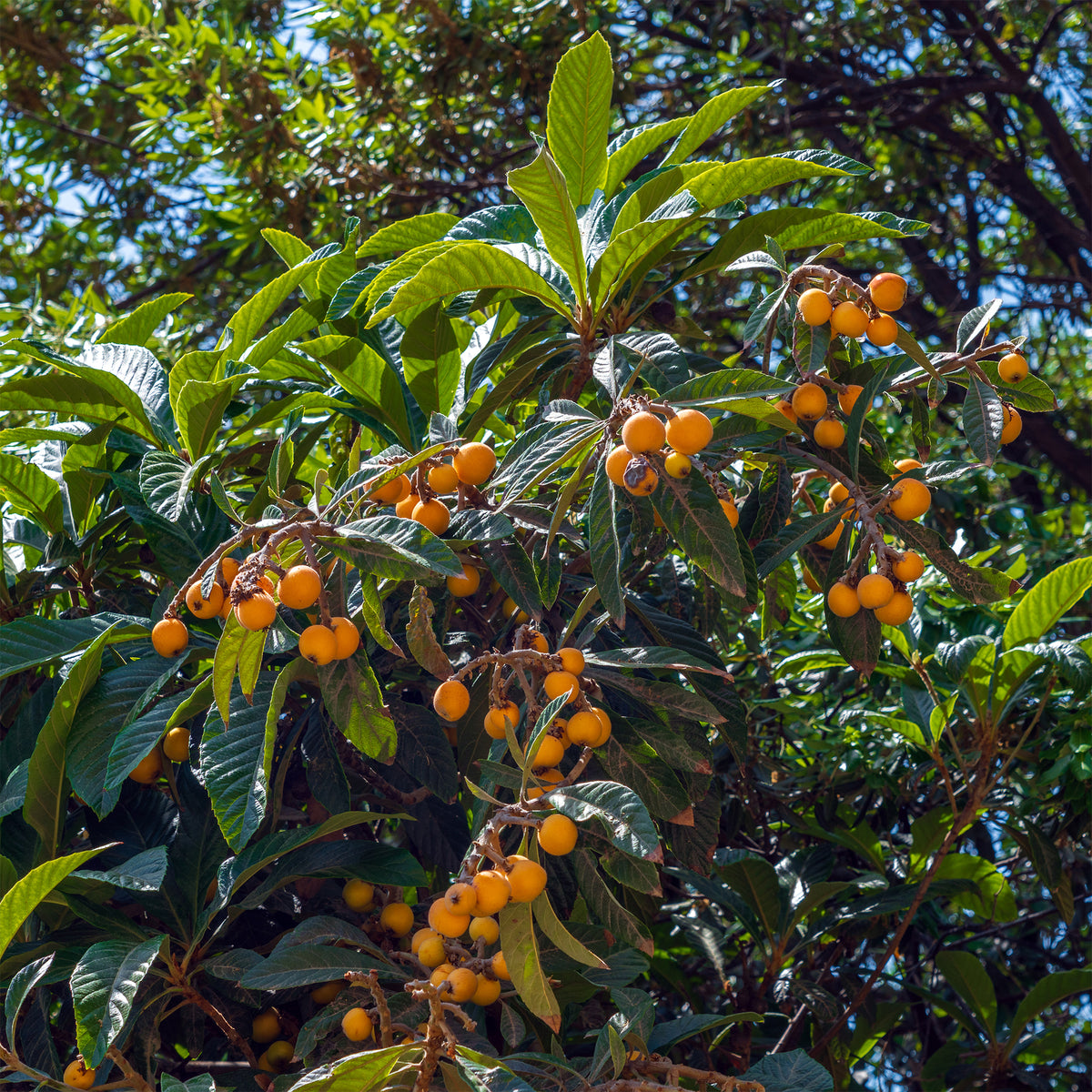 Japanse wolmispel - Eriobotrya japonica - Bakker