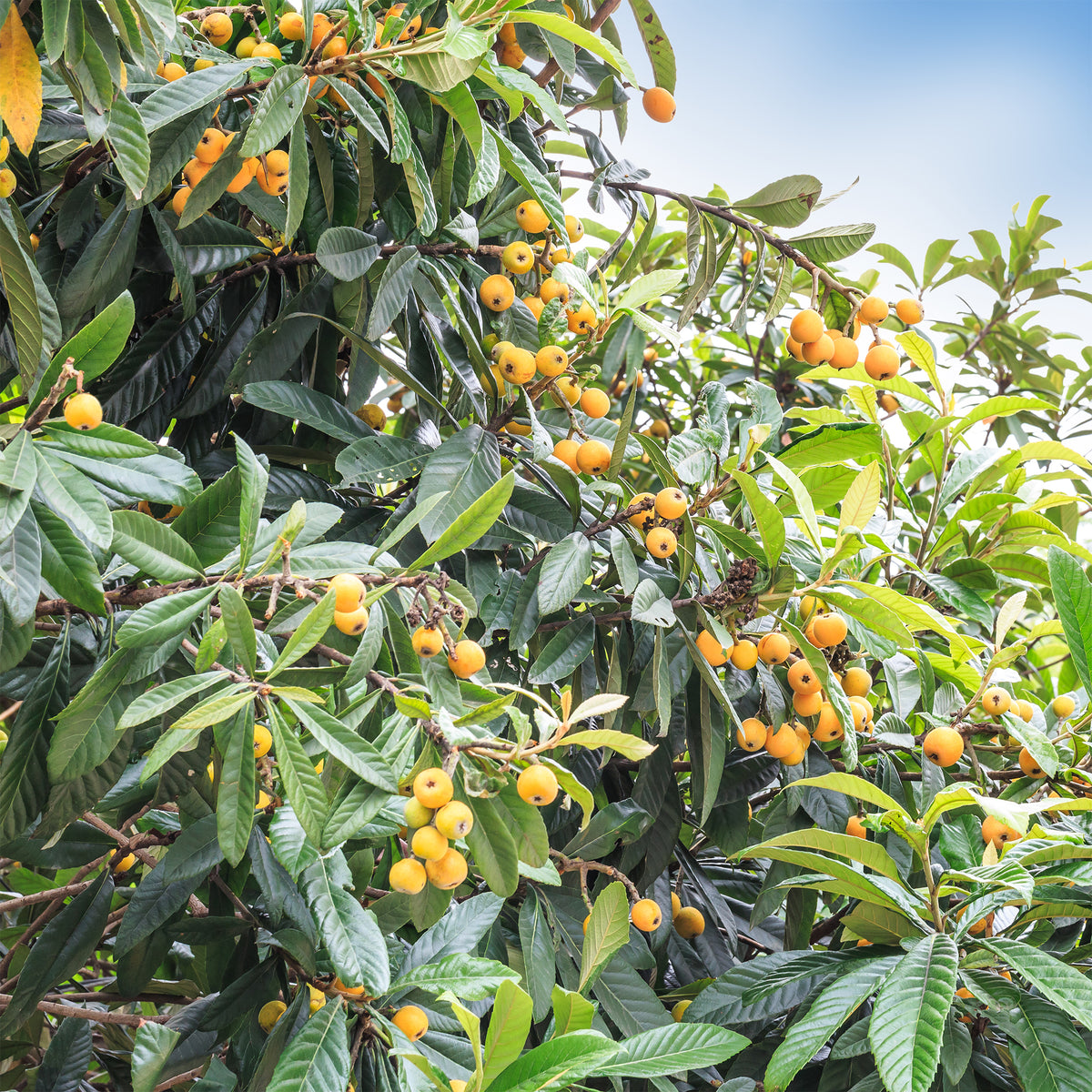Eriobotrya japonica - Japanse wolmispel - Mespilus - Mispel