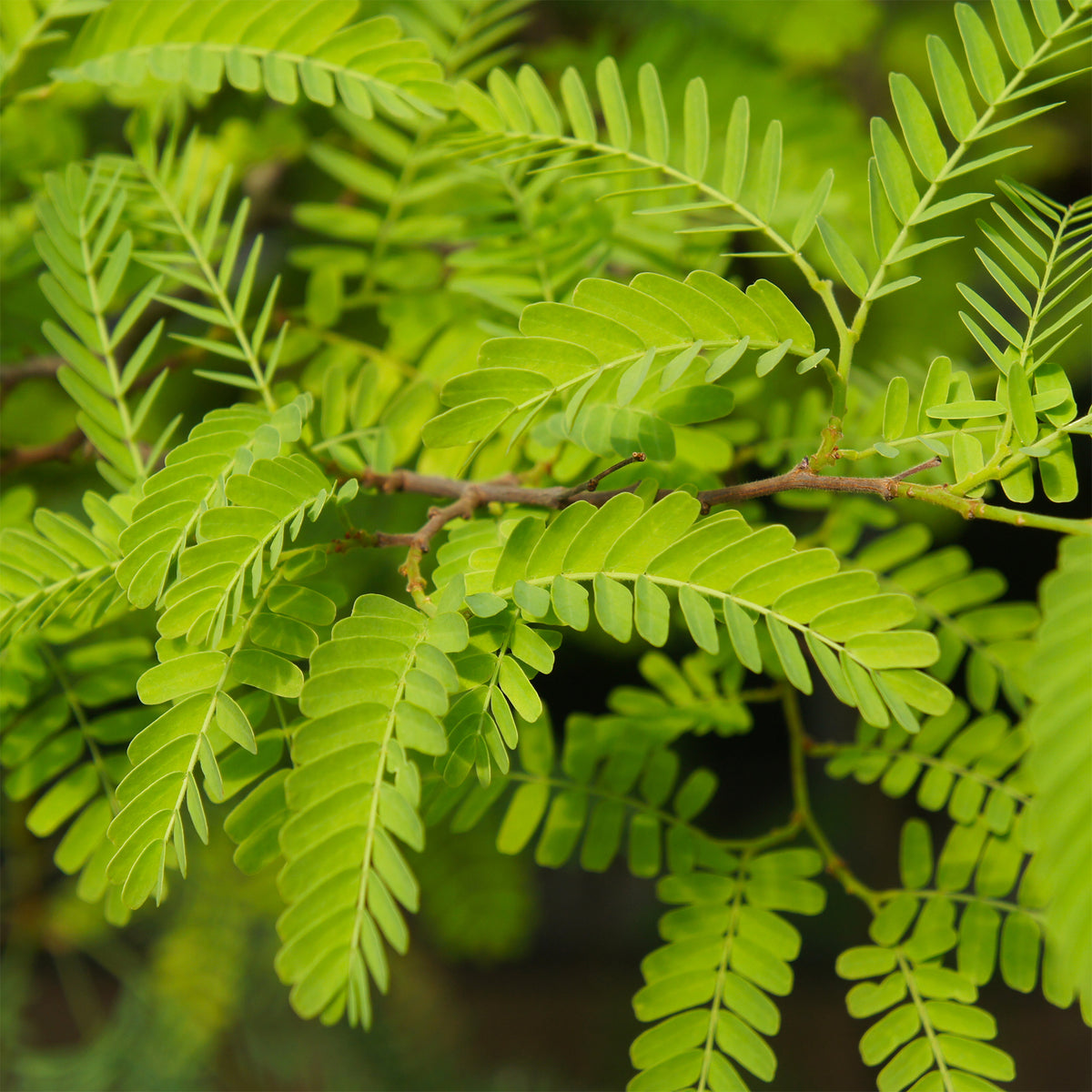 Amerikaanse gleditsia 'Elegantissima' / Valse christusdoorn - Gleditsia triacanthos Elegantissima - Bakker