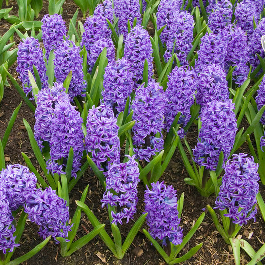 Hyacint Blue Jacket - Hyacinthus orientalis Blue Jacket - Bakker