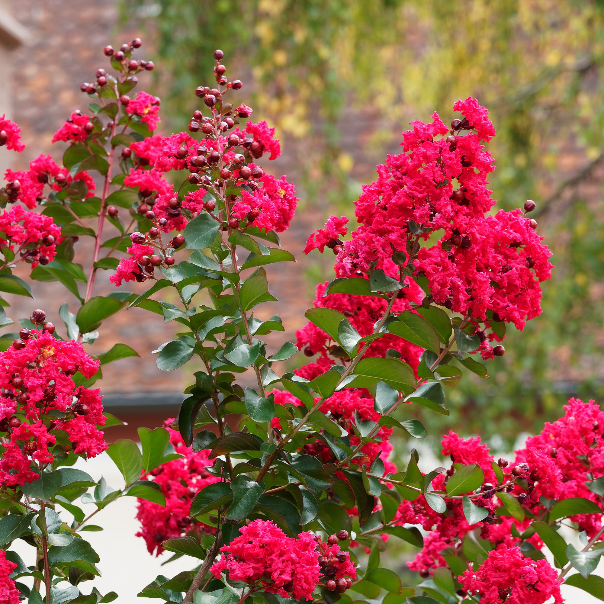 Indische Sering Red Rocket Lagerstroemia Indica Red Rocket Bakker indische-sering-red-rocket-lagerstroemia-indica-red-rocket-bakker