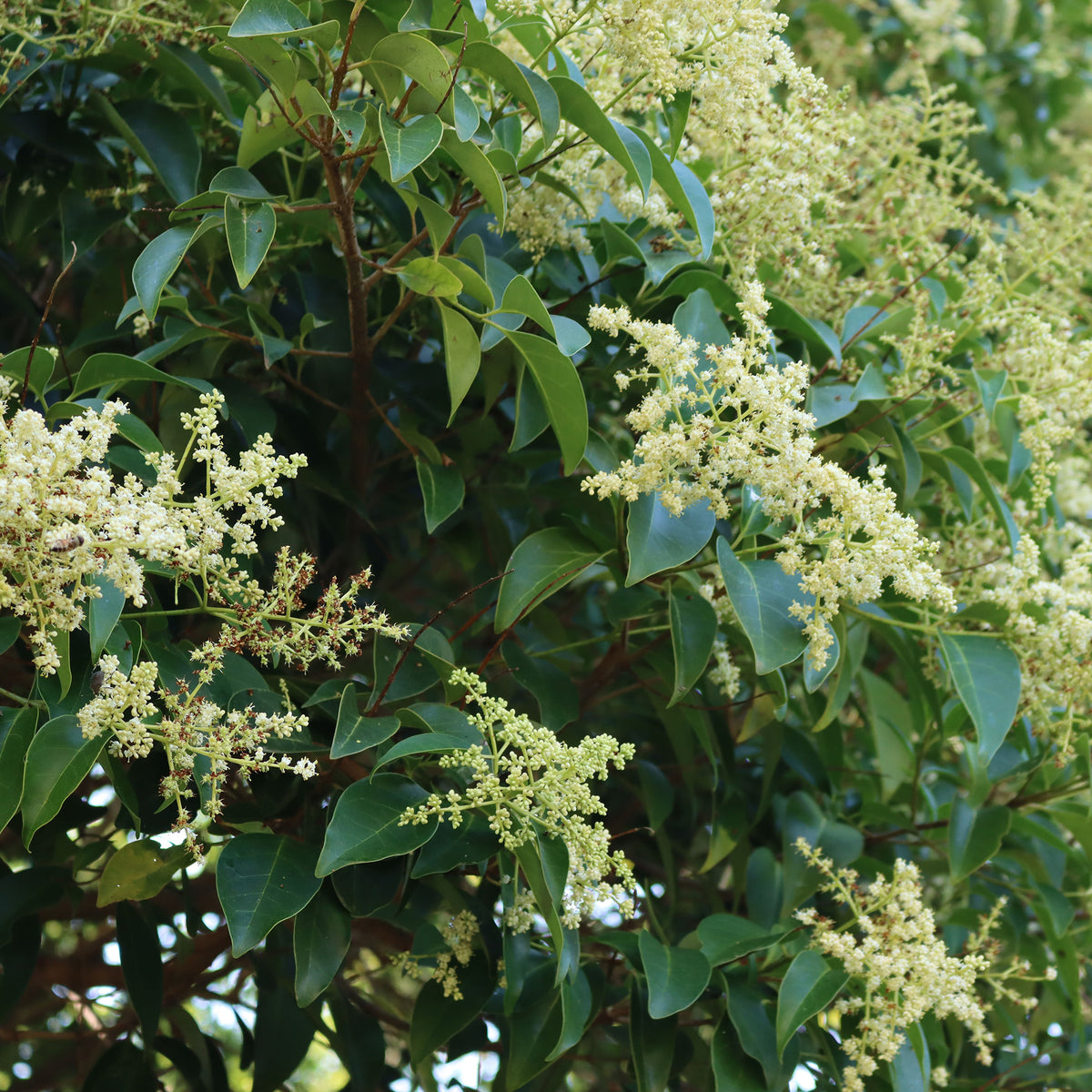 Verkoop Chinese Liguster - Ligustrum lucidum