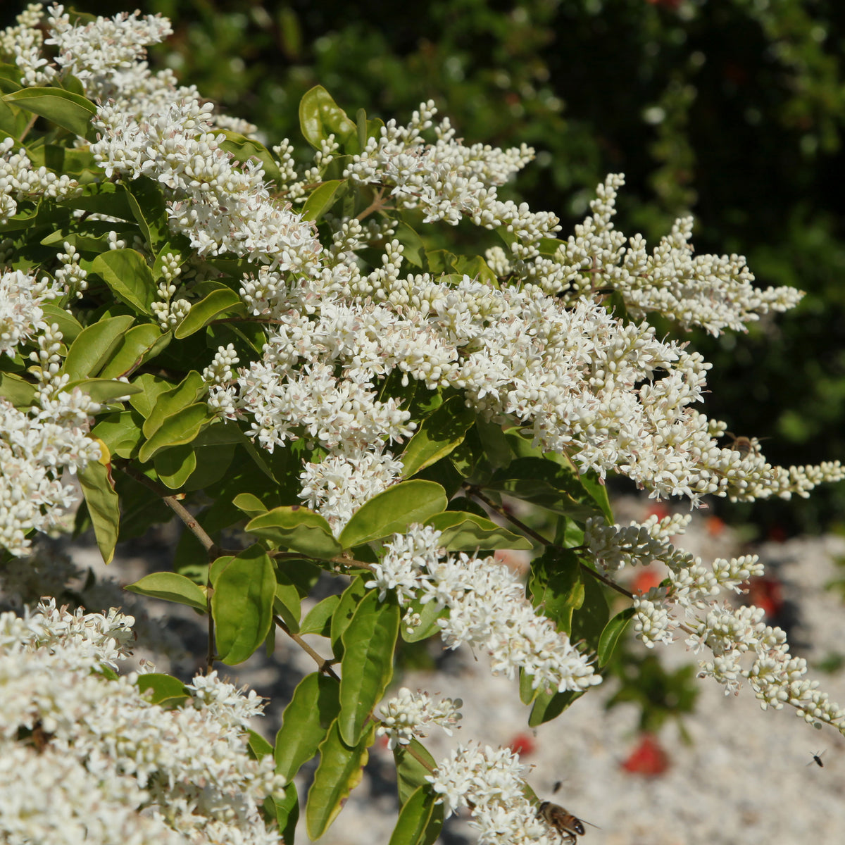 Ligustrum lucidum - Chinese Liguster - Ligusterhagen