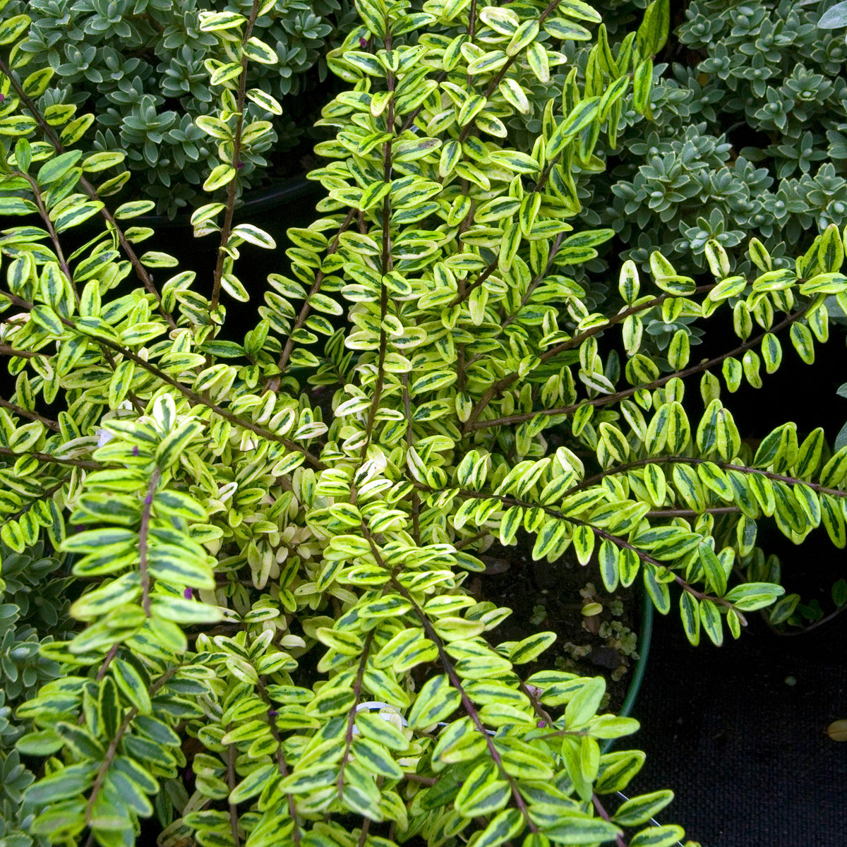 Struikkamperfoelie 'Lemon Beauty' - Lonicera nitida Lemon Beauty - Bakker