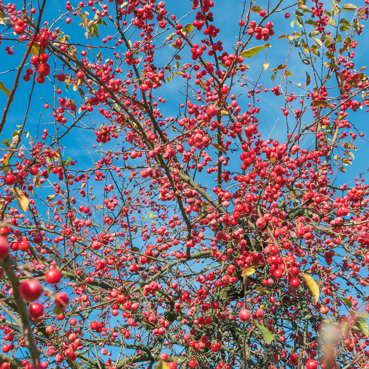 Sierappel - Japanse wilde appel - Malus floribunda