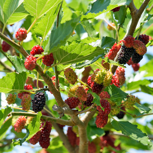 Zwarte Moerbei - Bakker