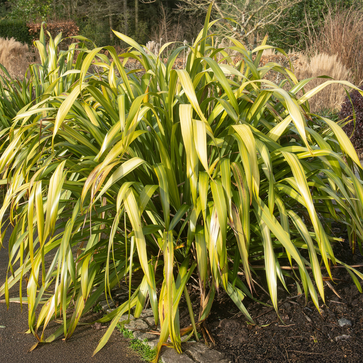 Nieuw-Zeelands vlas 'Yellow wave' - Phormium Yellow Wave - Bakker