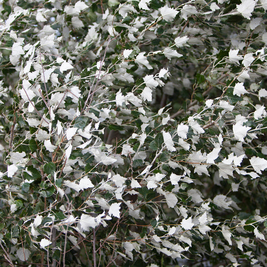 Witte abeel 'Nivea' - Bakker