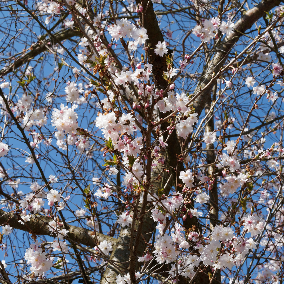 Roze winterkers - Bakker