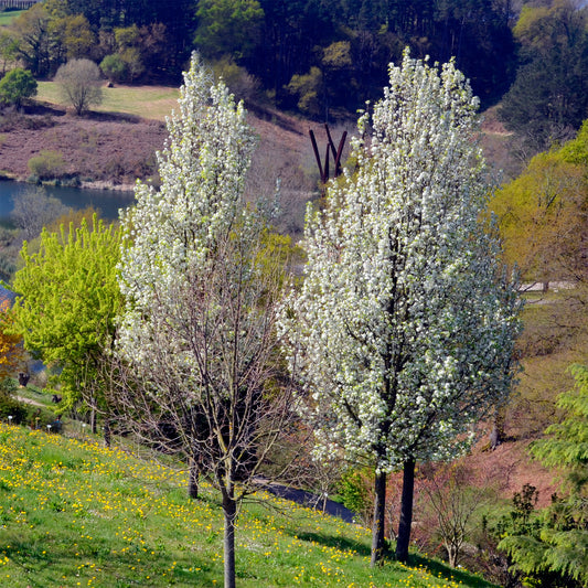 Sierpeer ' Chanticleer' - Bakker