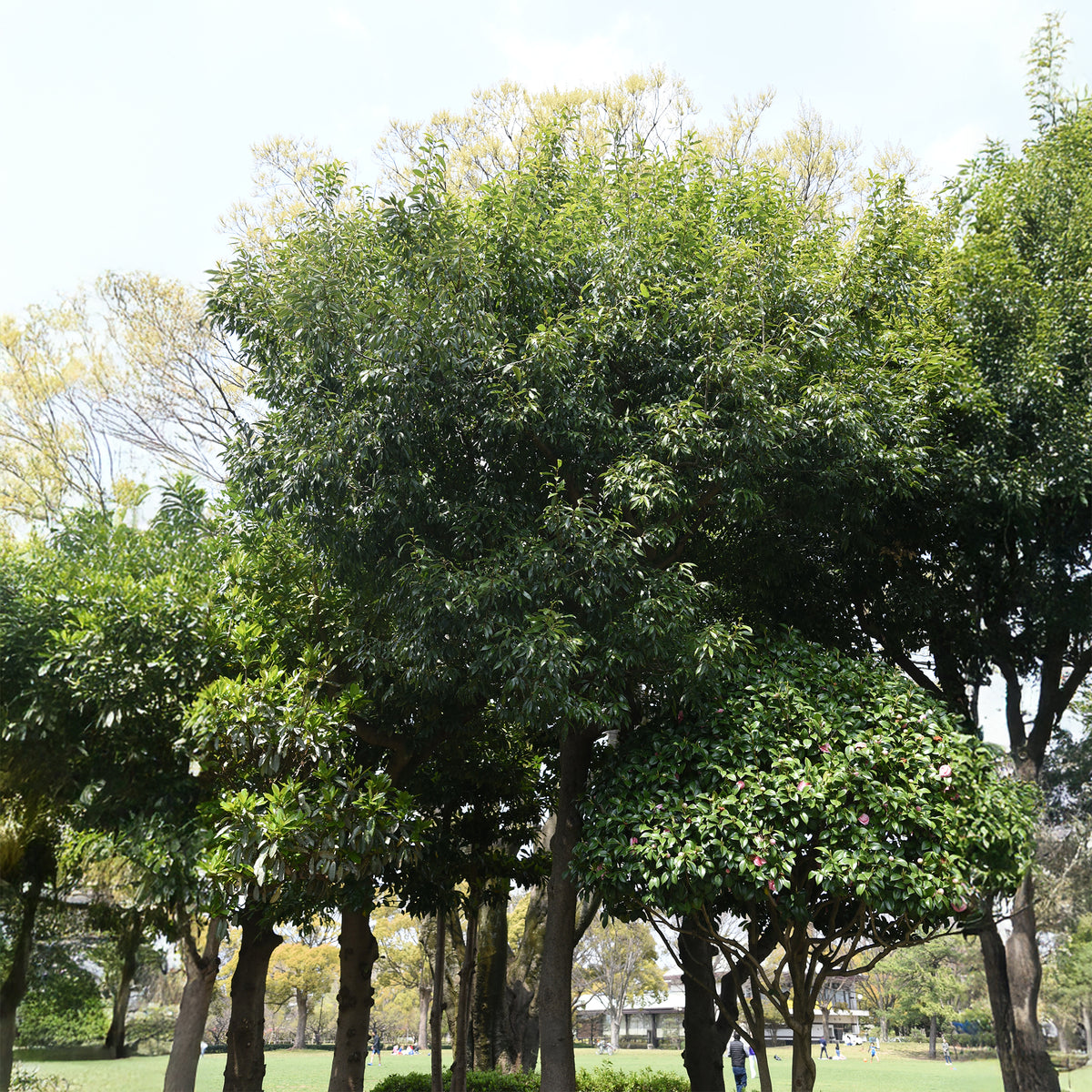 Quercus myrsinifolia - Bamboebladige eik - Eik