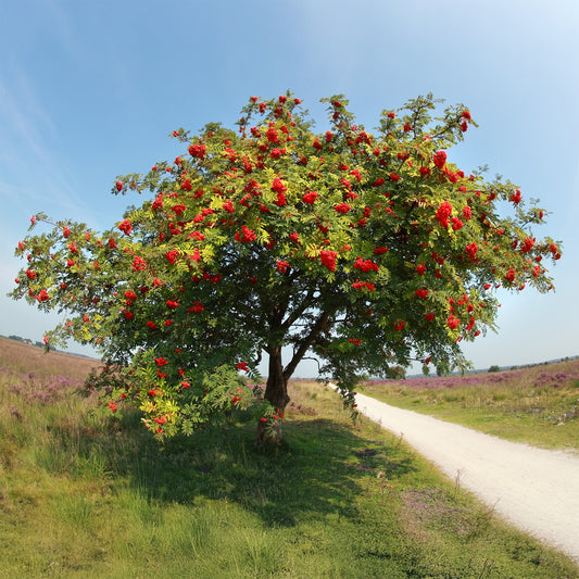 Wilde lijsterbes - Bakker