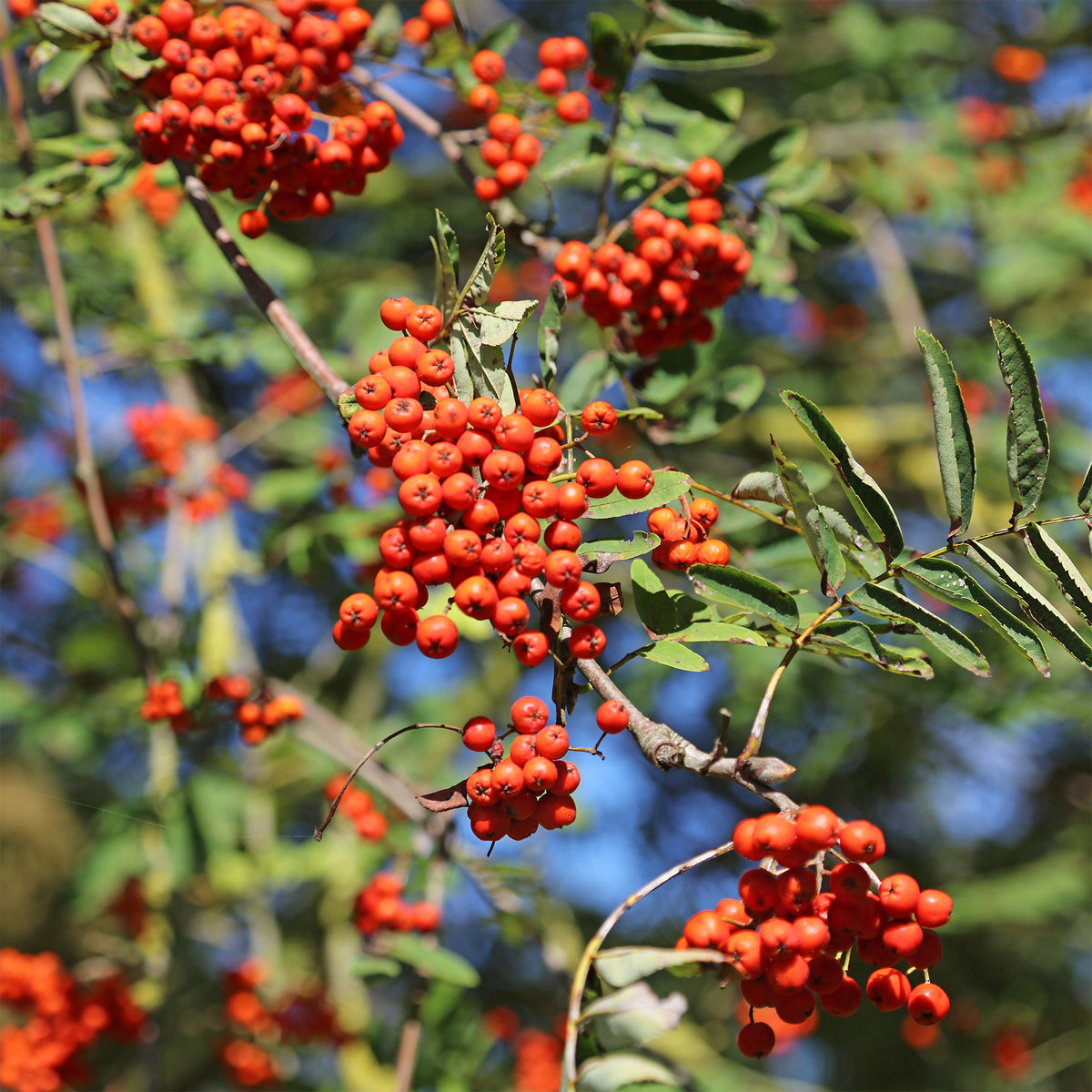 Sorbus aucuparia - Wilde lijsterbes - Lijsterbes