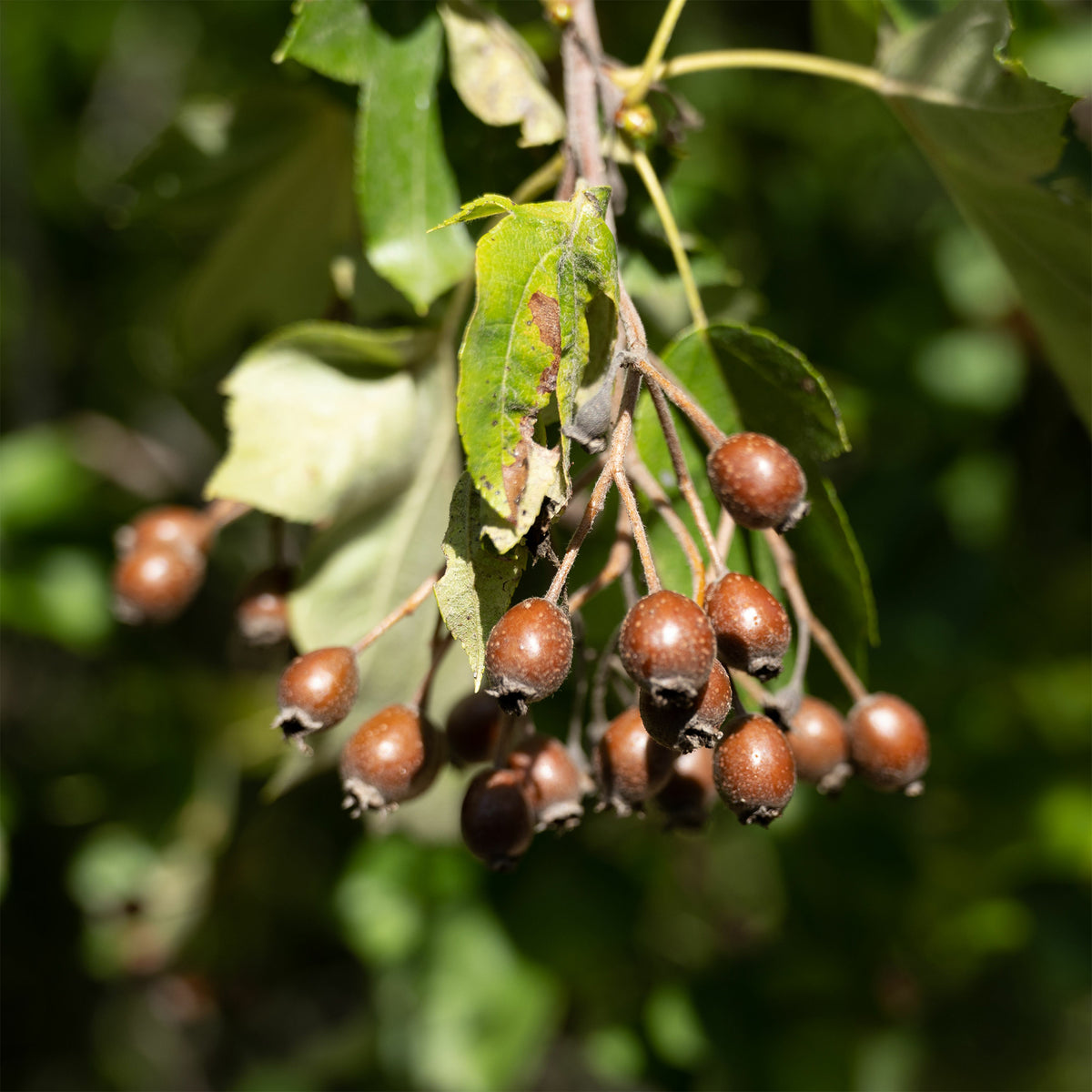 Elsbes - Sorbus torminalis - Bakker
