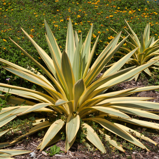 Yucca filamentosa Citrus twist® / Palmlelie - Bakker