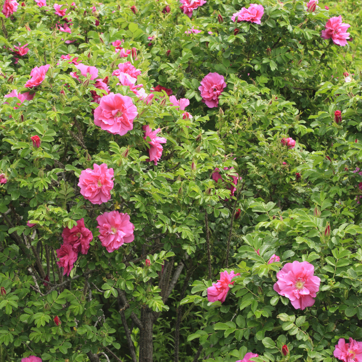Struikroos Rosa 'Wild Edric' - Bakker