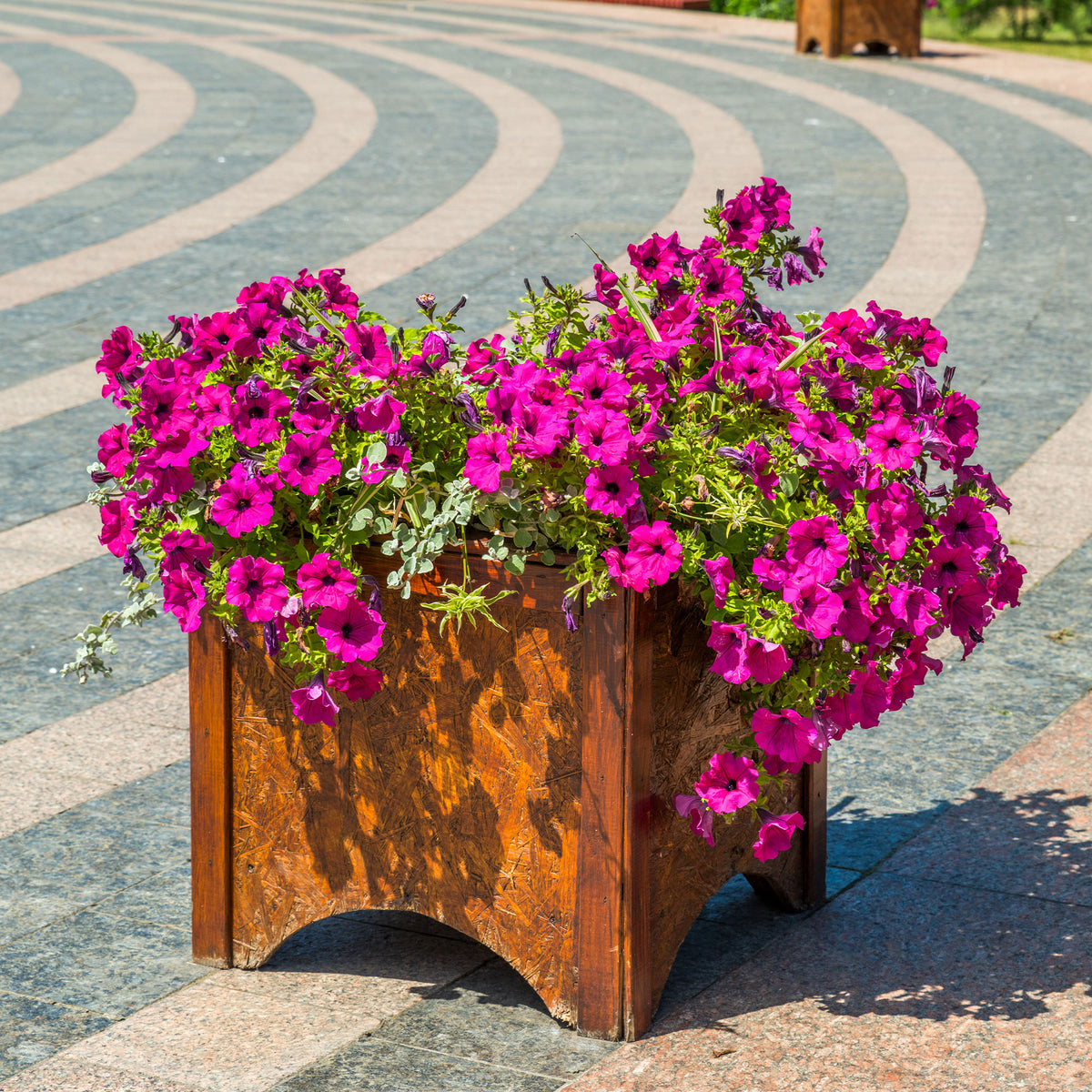 Surfinia pink - Roze hangpetunia - Petunia en Calibrachoa