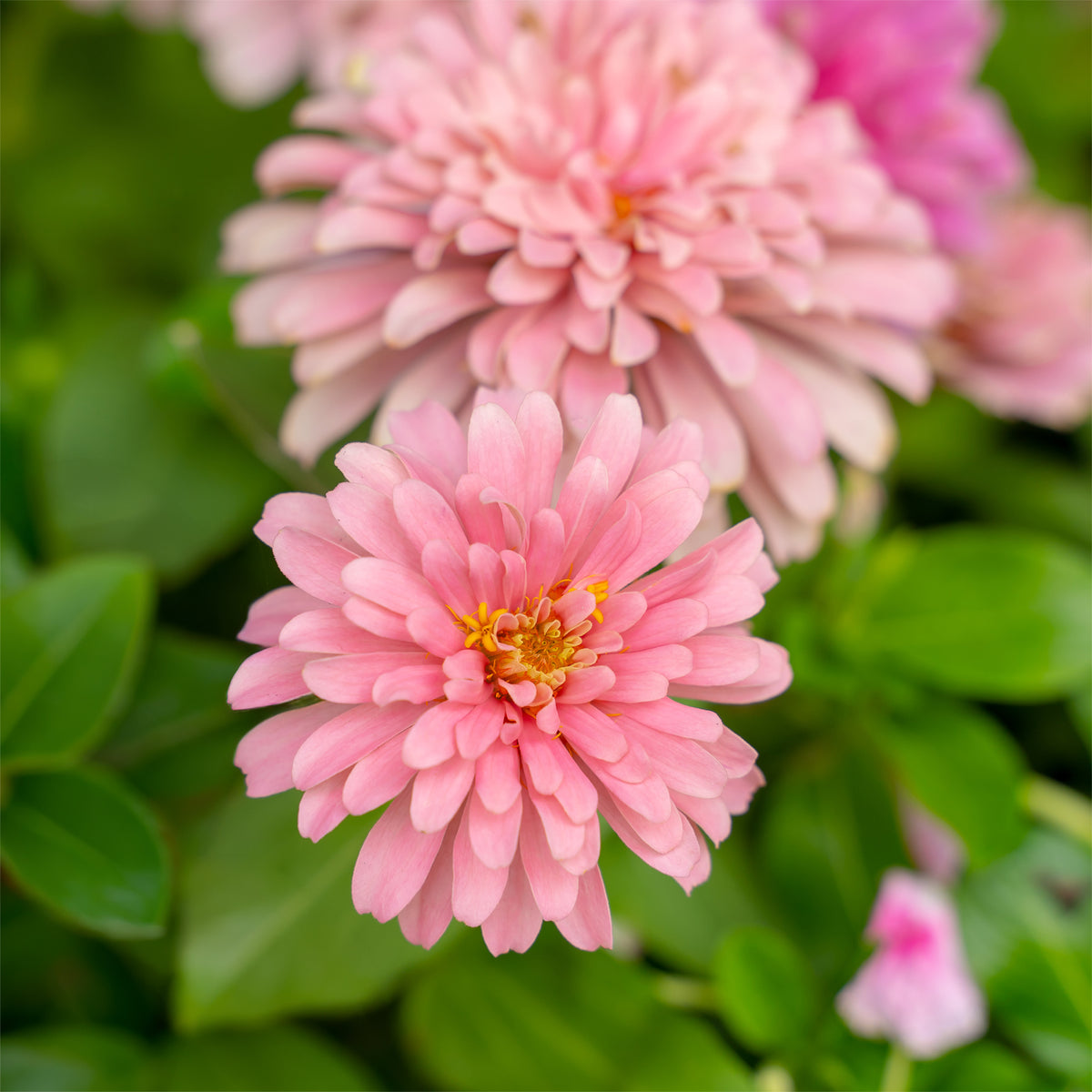 Roze Zinnia - Zinnia pink - Bakker