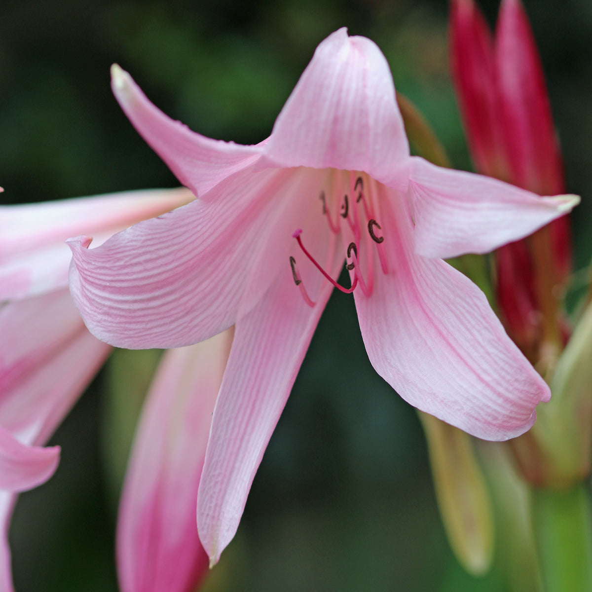 Haaklelie Rosea - Bakker