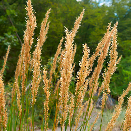 Vedergras calamagrostis Algäu - Bakker
