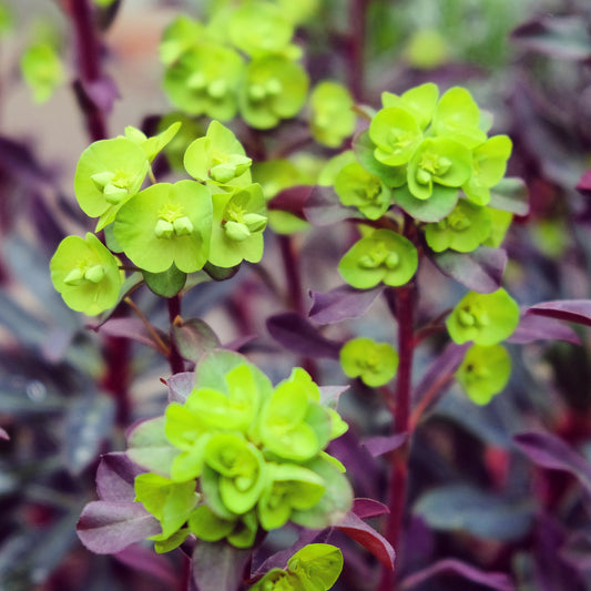 Wolfsmelk Miners Merlot - Bakker