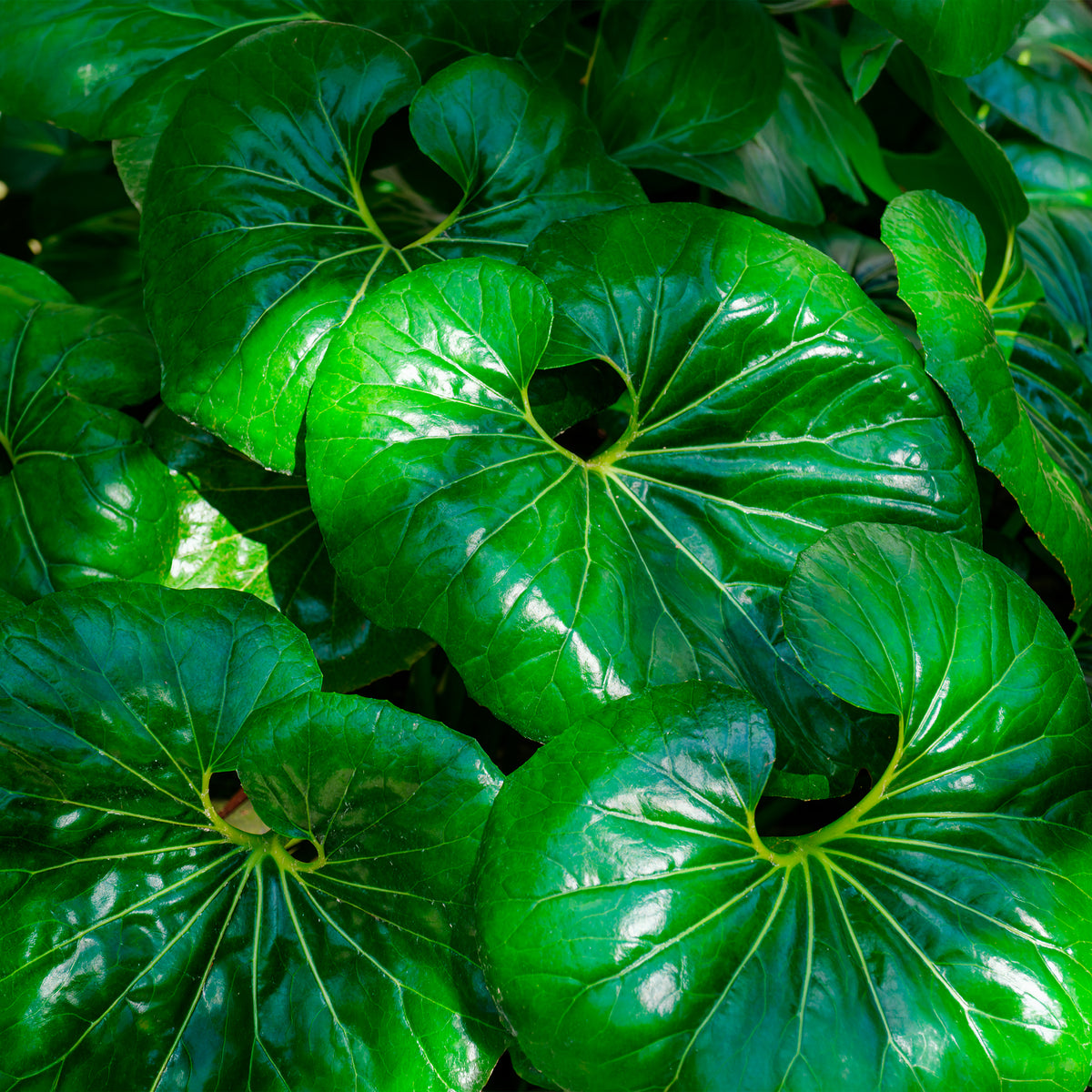Reuzenluipaardplant Articjungle®