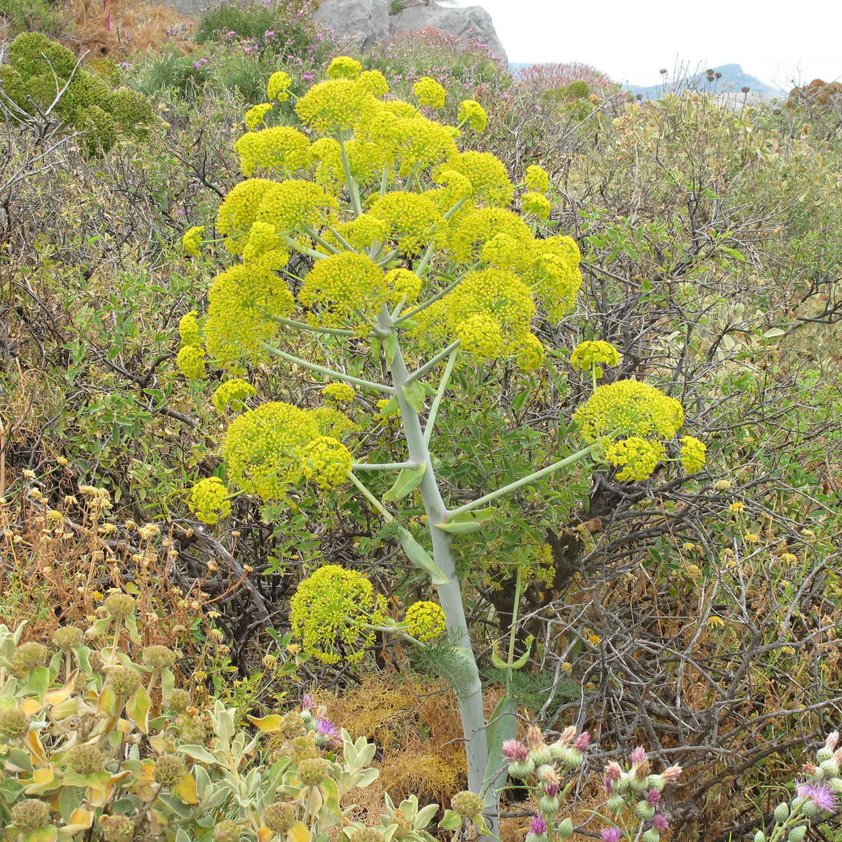 Verkoop Reuzenvenkel - Ferula communis