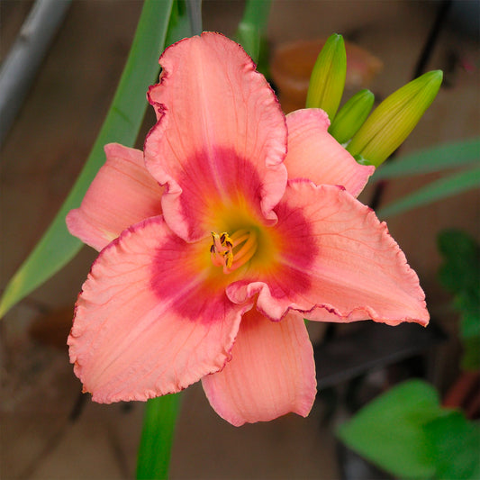 Daglelie Strawberry Fields Forever - Bakker