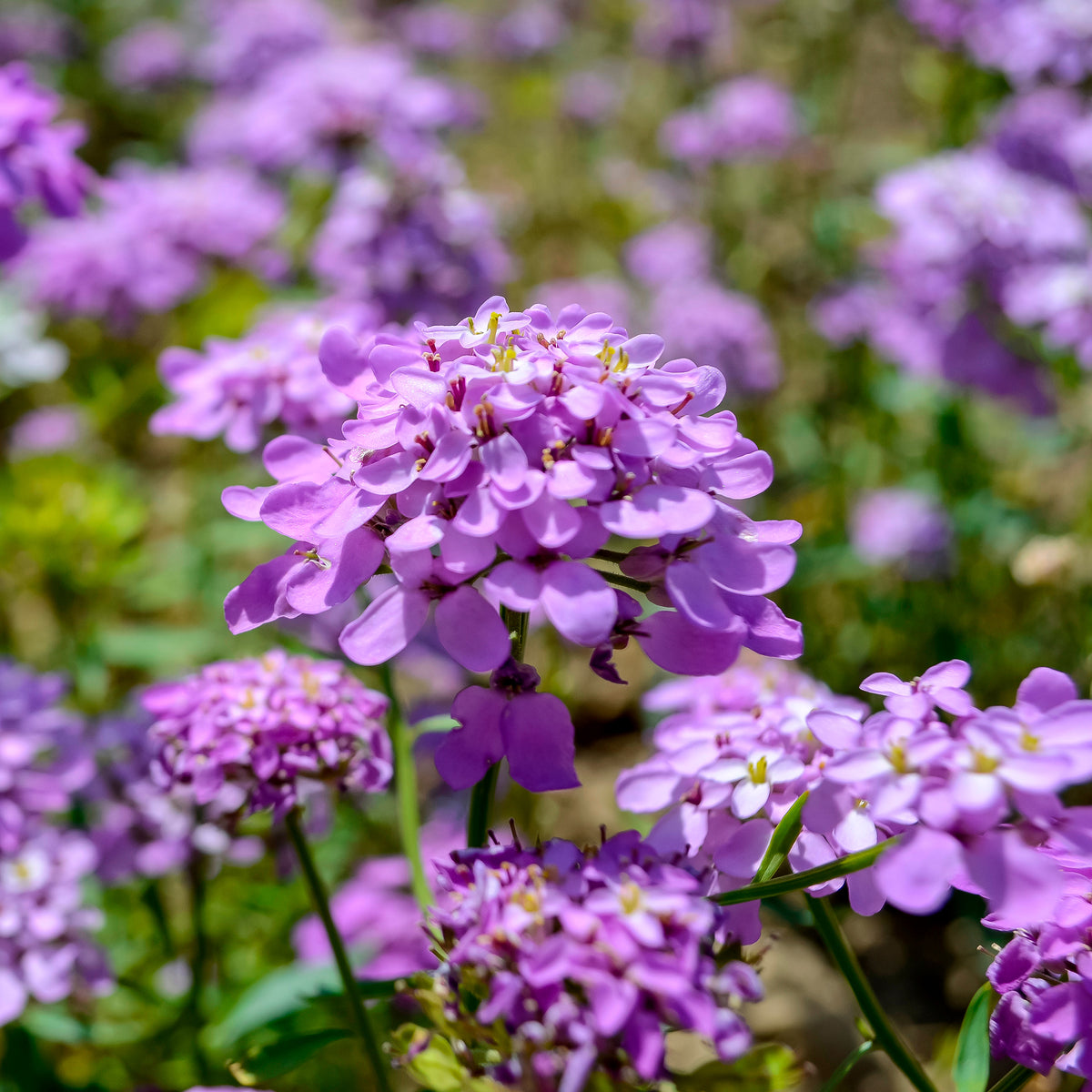 Scheefbloem Absolutely Amethyst - Bakker