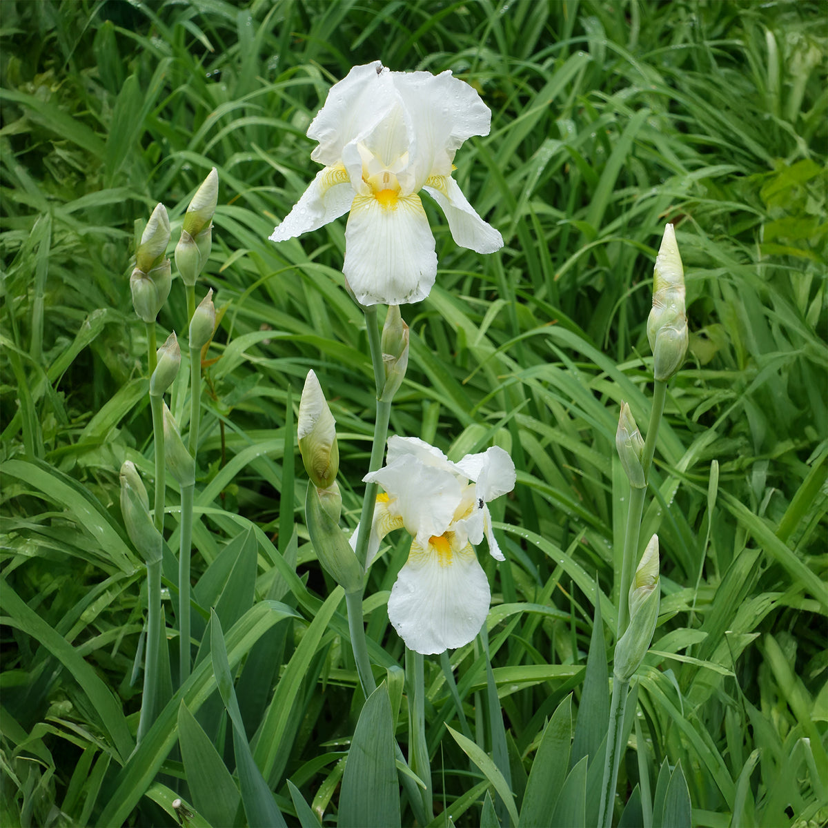 Baardiris Wedding Bouquet - Iris germanica Wedding Bouquet - Bakker