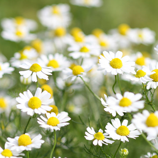 Lupine Noble Maiden - Bakker