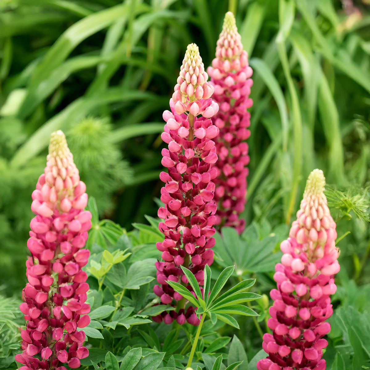 Lupine The pages - Bakker