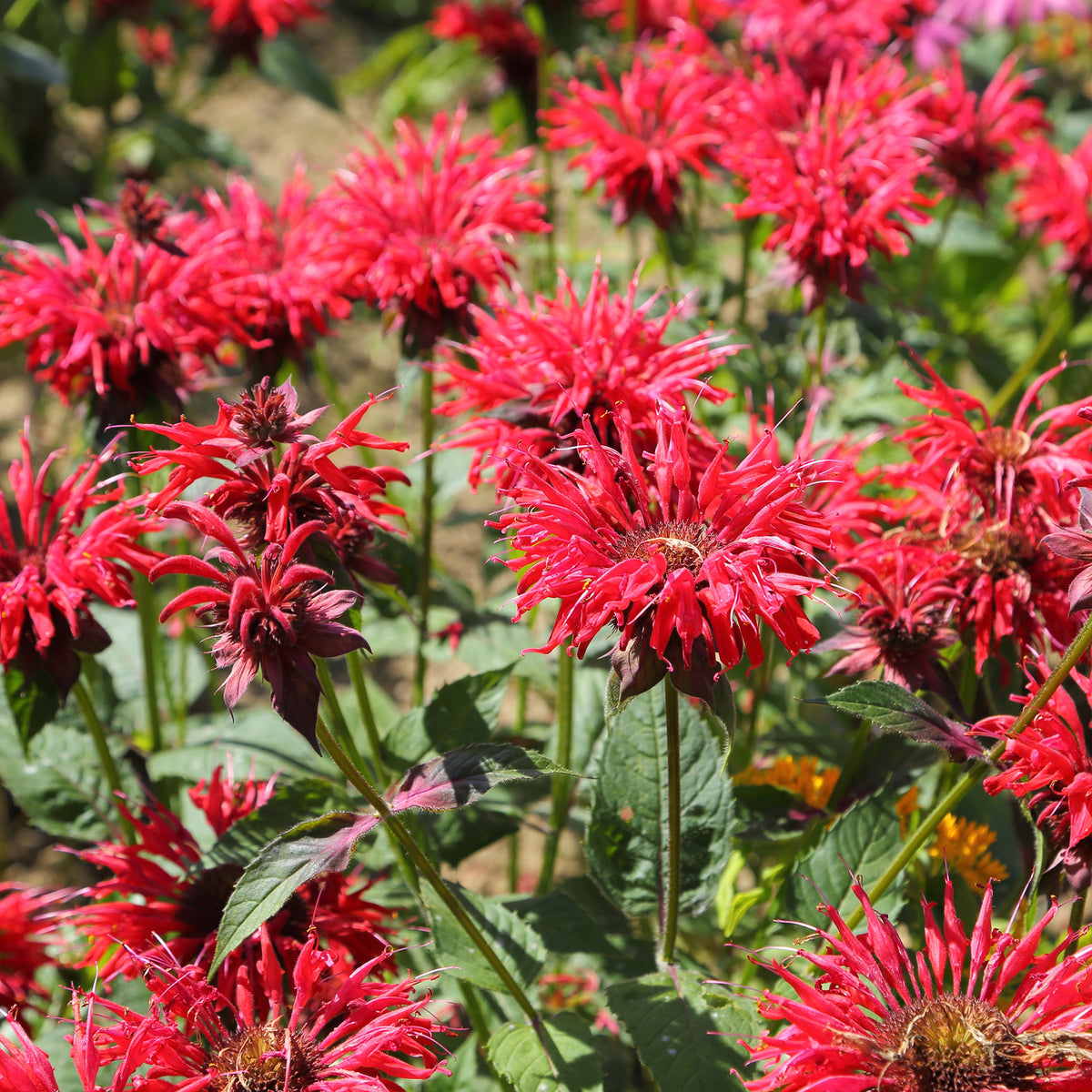 Bergamotplant - Monarda didyma - Bakker