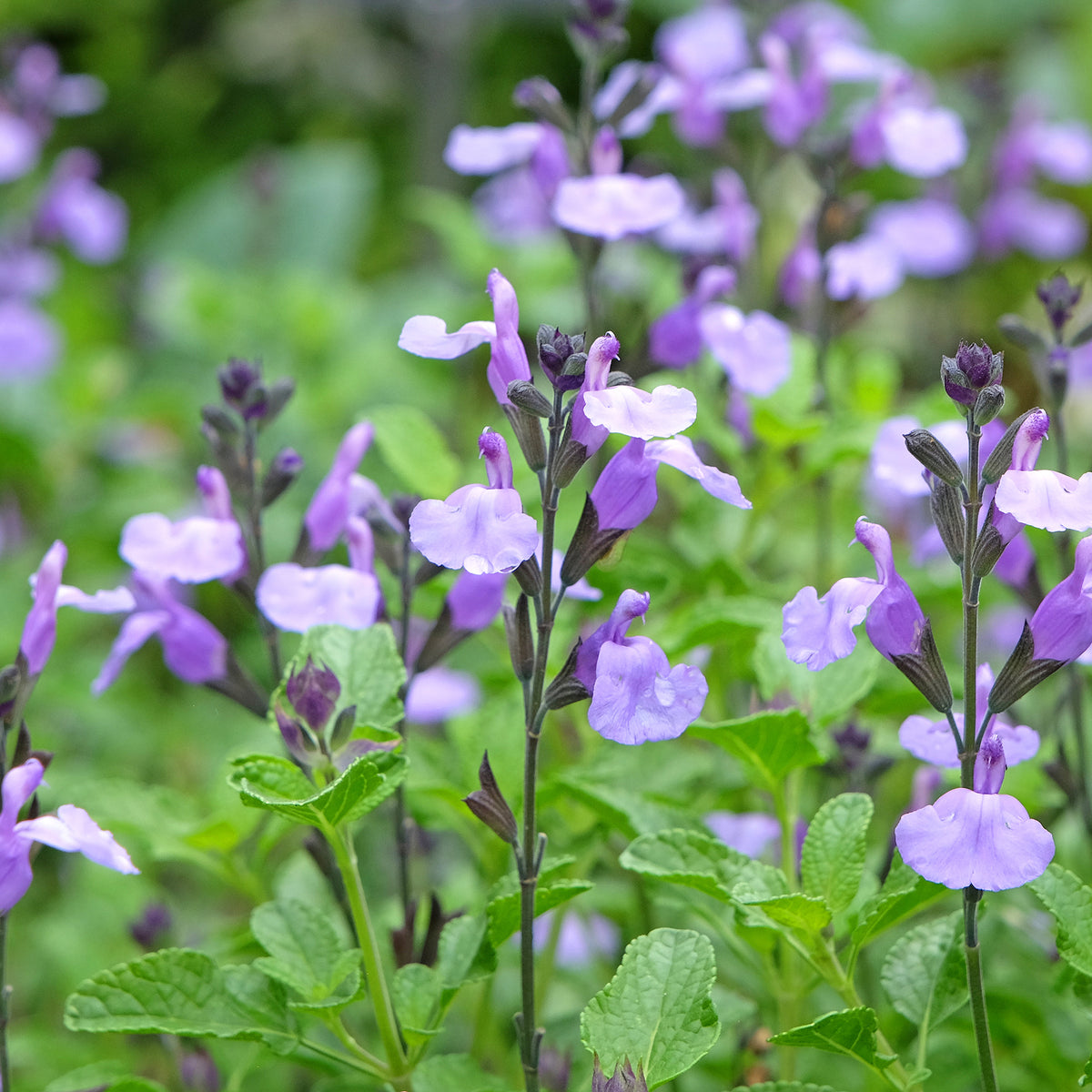 Verkoop Salie So Cool Pale Blue - Salvia microphylla So Cool Pale Blue