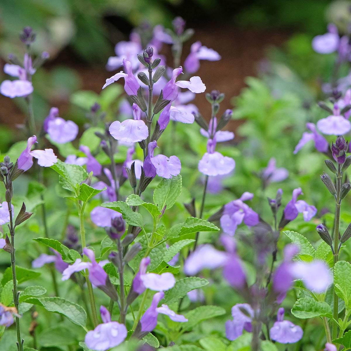 Salvia microphylla So Cool Pale Blue - Salie So Cool Pale Blue - Salie