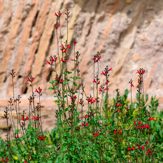 Salie Rêve Rouge - Bakker