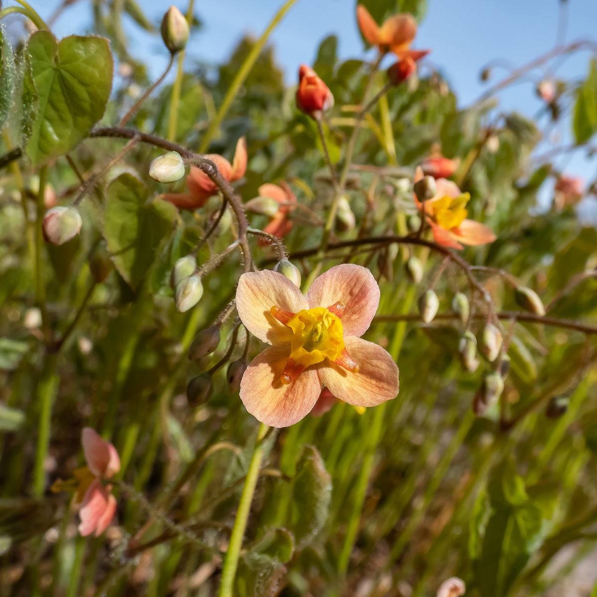 Elfenbloem - Epimedium warleyense - Bakker