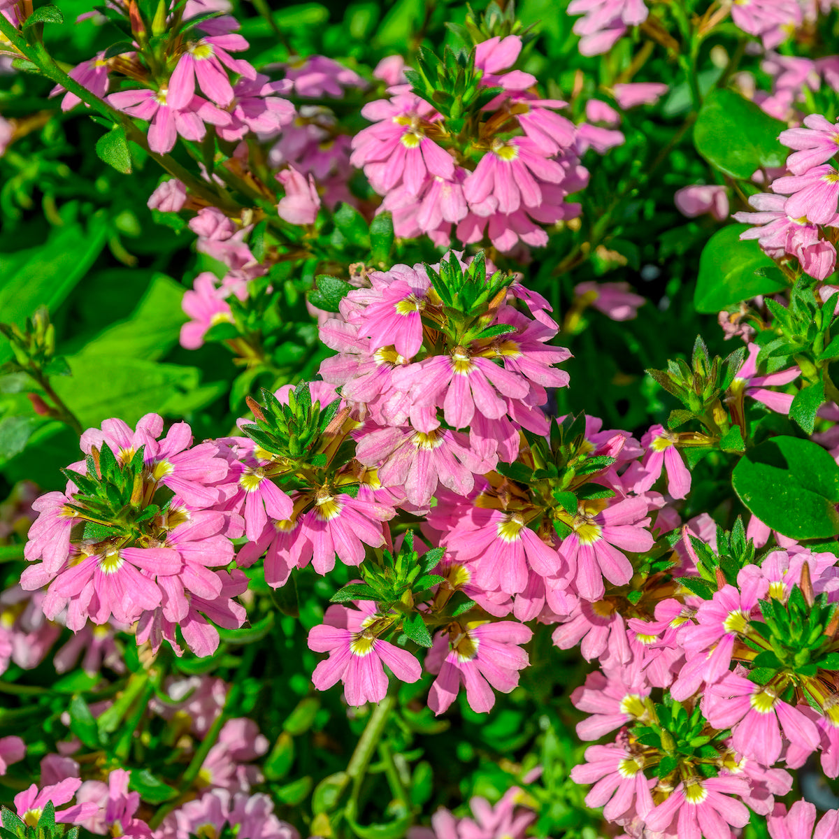 Scaevola aemula Baby Pink Touch - Scaevola aemula Baby Pink Touch - Bakker