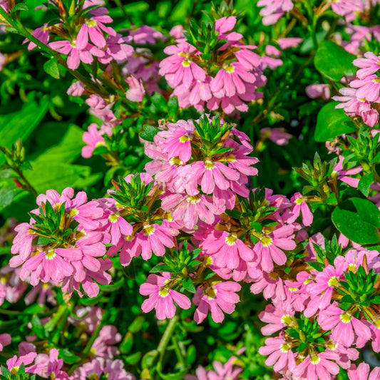 Scaevola aemula Baby Pink Touch - Bakker